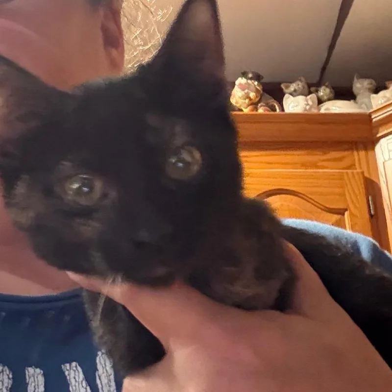 A baby small-sized female Tortoiseshell Domestic Short Hair cat named Mystique for adoption in Granby, MO