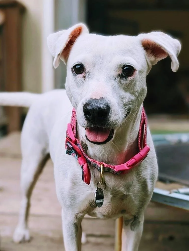 An adult medium-sized female White / Cream Pit Bull Terrier dog named Clara for adoption in Portland, OR