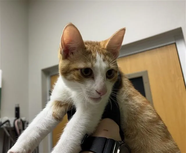 A baby small-sized male Domestic Short Hair cat named Pepper Jack for adoption in Pueblo, CO