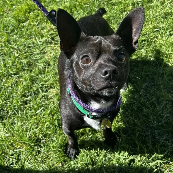 Muscle Man thumbnail 2