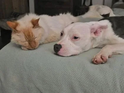 A young small-sized female Mixed Breed dog named Triathlon for adoption in Chamblee, GA