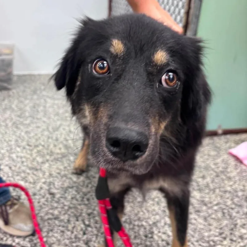 An adult medium-sized female Black Mixed Breed dog named Judy Geller for adoption in Fredericksburg, VA