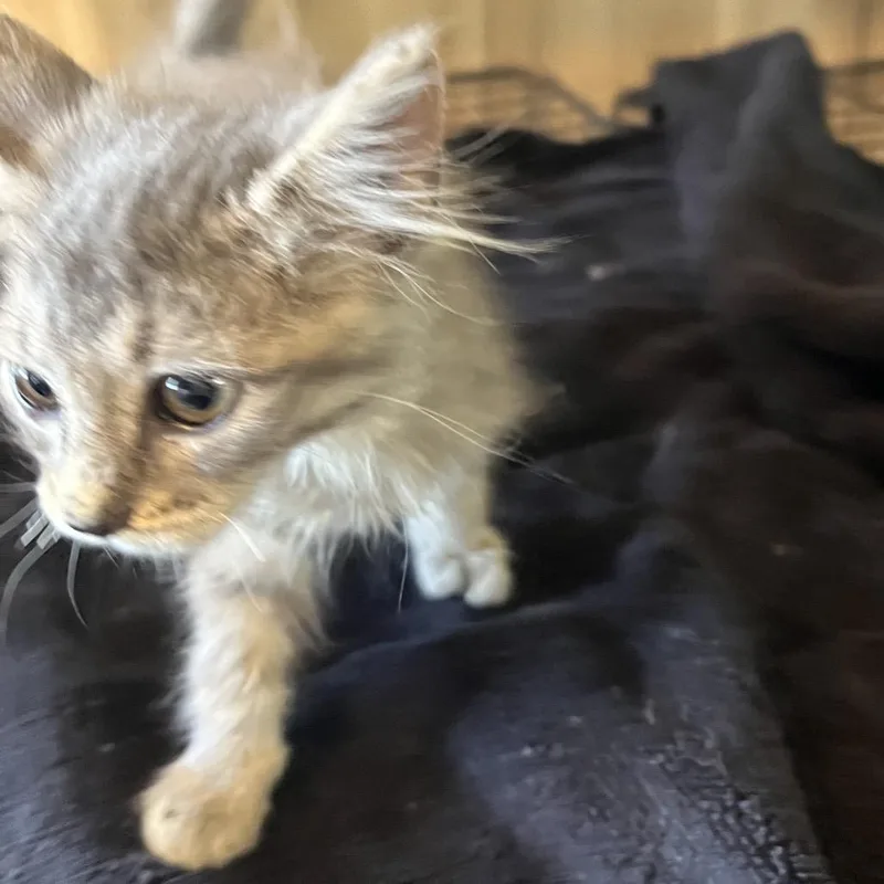 A baby small-sized male Gray / Blue / Silver Domestic Short Hair cat named Chonkers for adoption in Pittsburg, KS