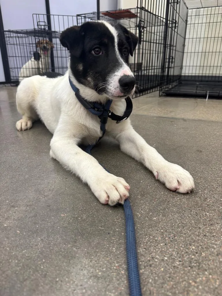 A baby medium-sized male Australian Cattle Dog / Blue Heeler dog named Foomin for adoption in Fort Lupton, CO