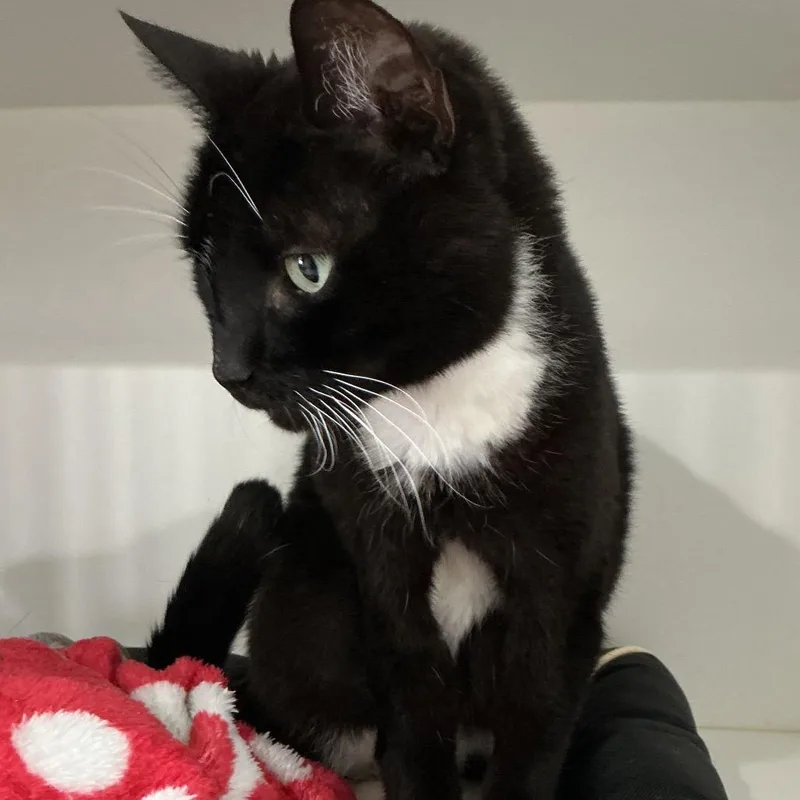 A senior medium-sized male Black Domestic Short Hair cat named Walter for adoption in Elizabeth City, NC