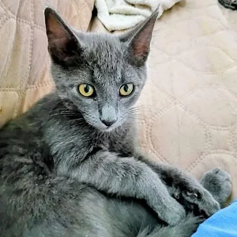 Diesel