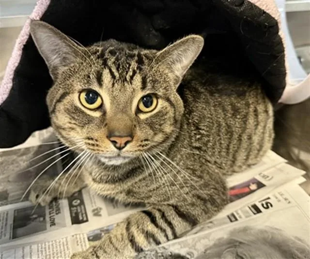 A young medium-sized male Domestic Short Hair cat named Monk for adoption in Aurora, IL