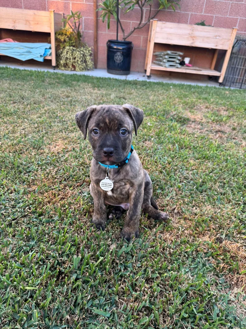A baby small-sized male Brindle Pit Bull Terrier dog named Otter for adoption in Los Angeles, CA