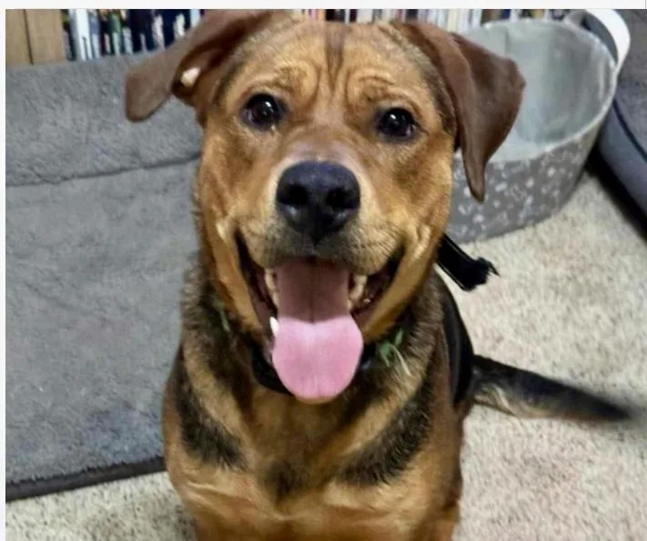 Snickers….super Sweet Girl!!!