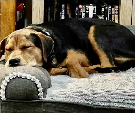 Snickers….super Sweet Girl!!! thumbnail 2