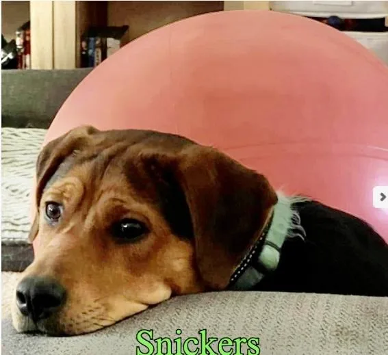 Snickers….super Sweet Girl!!! thumbnail 3