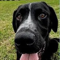 A young medium-sized male Black Labrador Retriever dog named Deuce for adoption in Calverton, NY