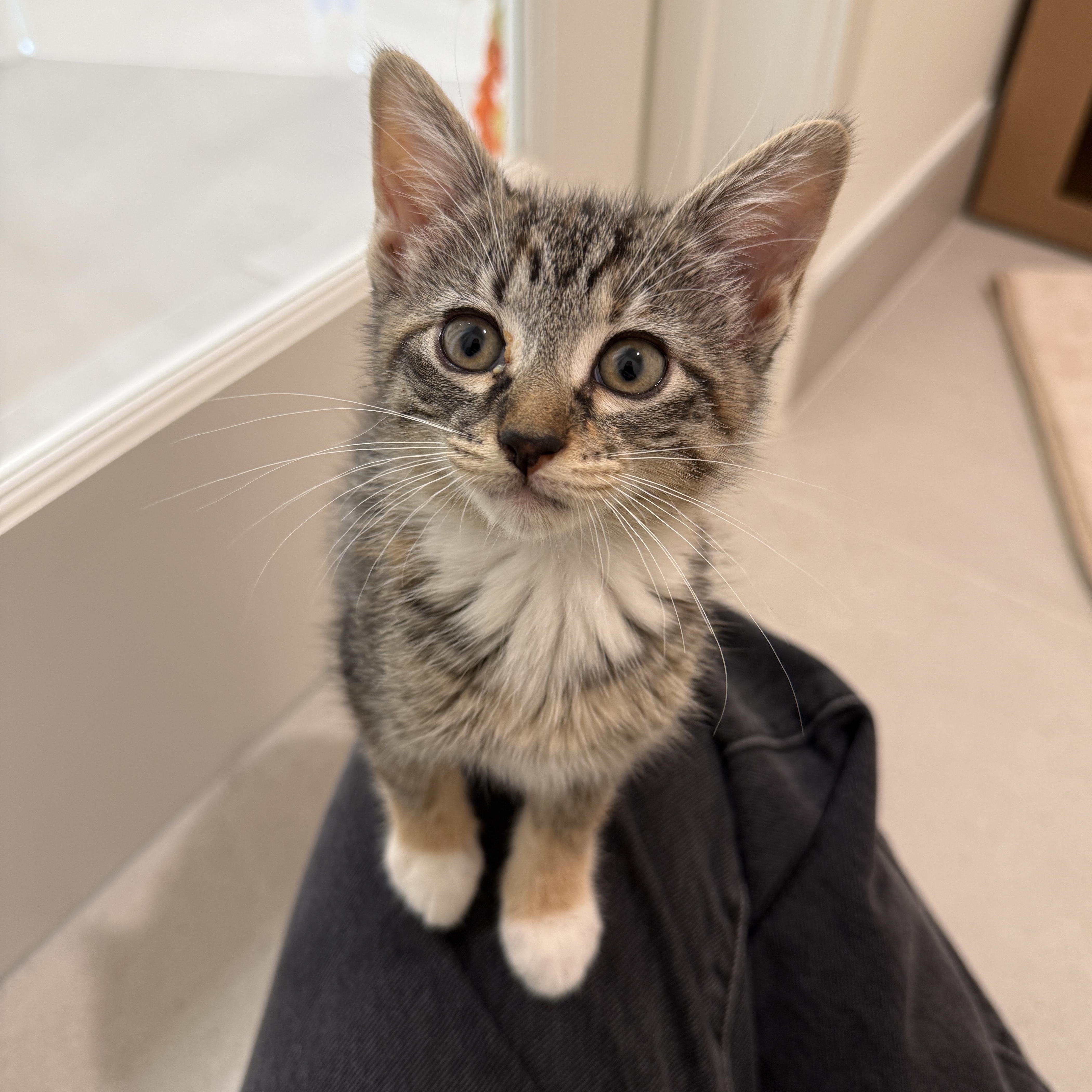 A baby medium-sized female Tabby (Buff / Tan / Fawn) Domestic Short Hair cat named Laverne for adoption in Evanston, IL