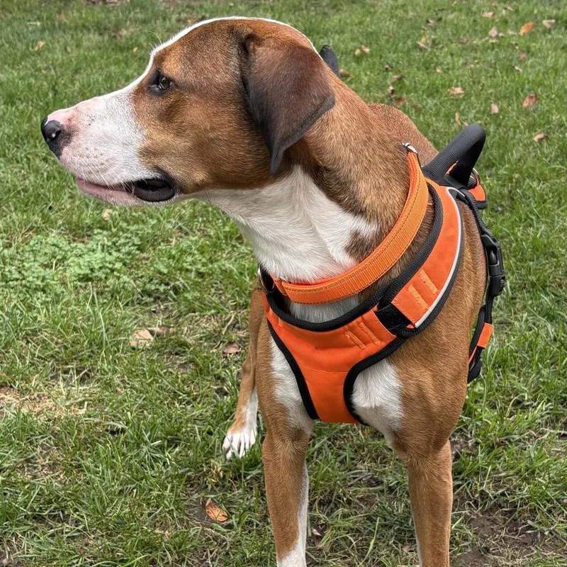 An adult medium-sized male Terrier dog named Zander for adoption in Rochester, MN