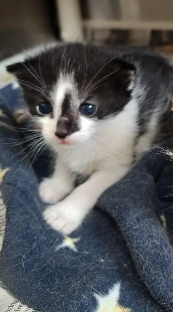 A baby medium-sized male Black Domestic Short Hair cat named Skipper for adoption in Wahpeton, ND