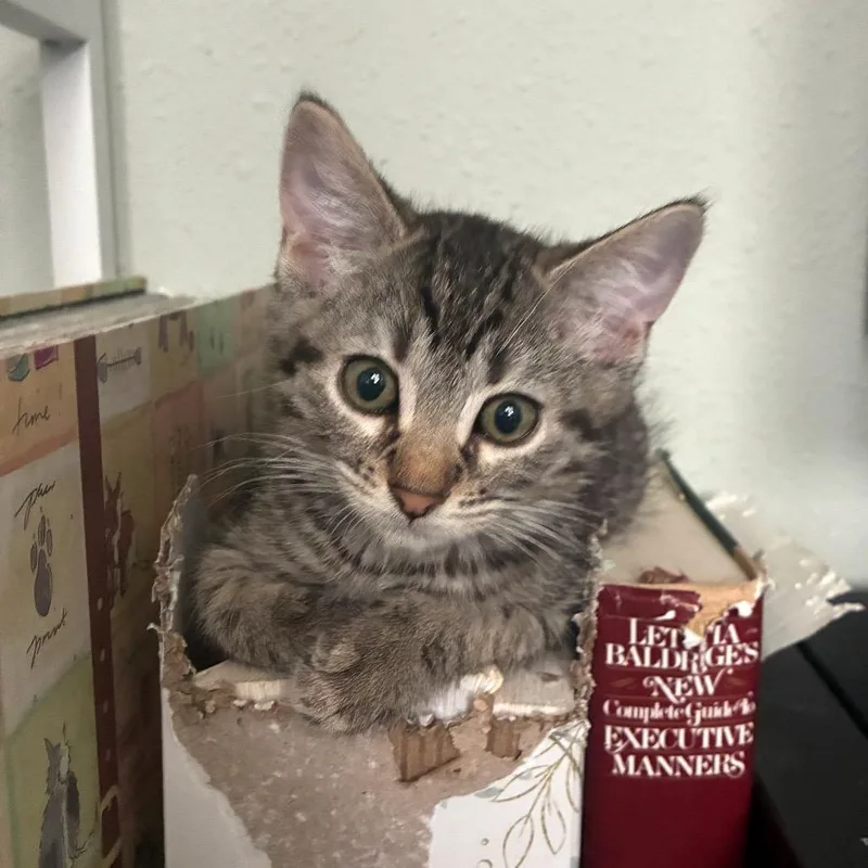 A baby small-sized male Brown / Chocolate Domestic Short Hair cat named Confetti for adoption in Bulverde, TX