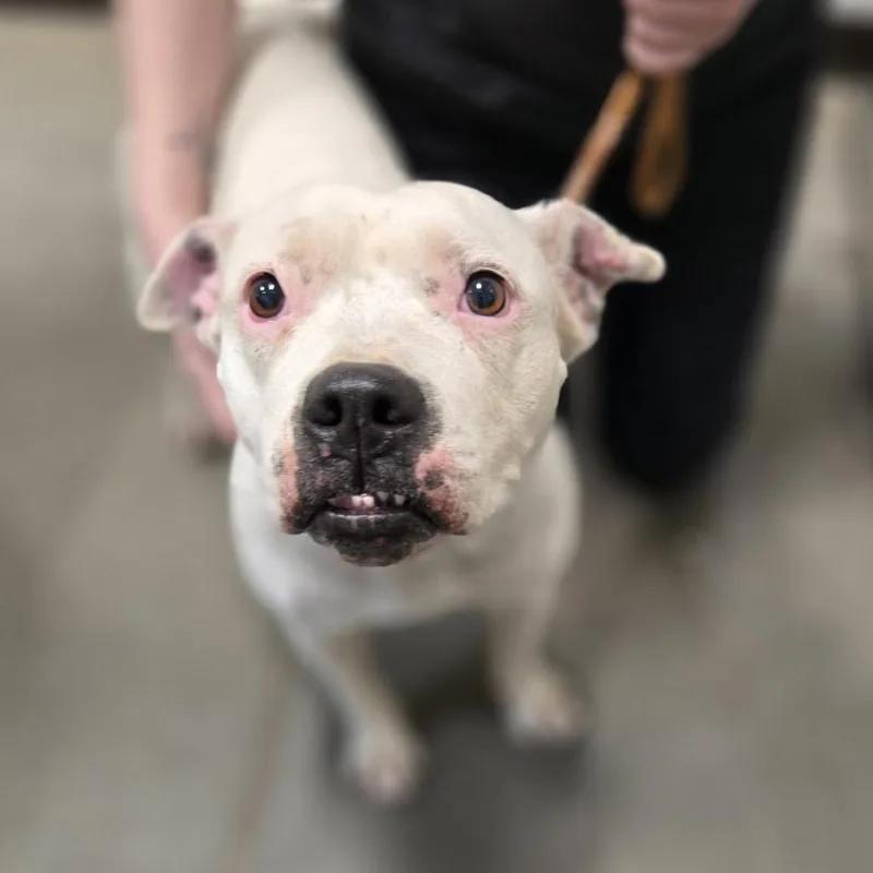 A baby medium-sized female White / Cream Mixed Breed dog named Sicstray for adoption in Washington Township, OH