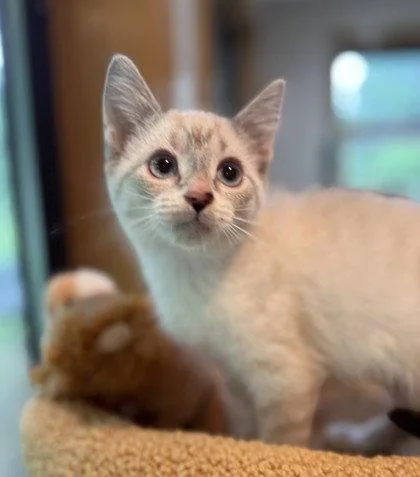 A young small-sized female Snowshoe cat named Peacock for adoption in Midland, VA