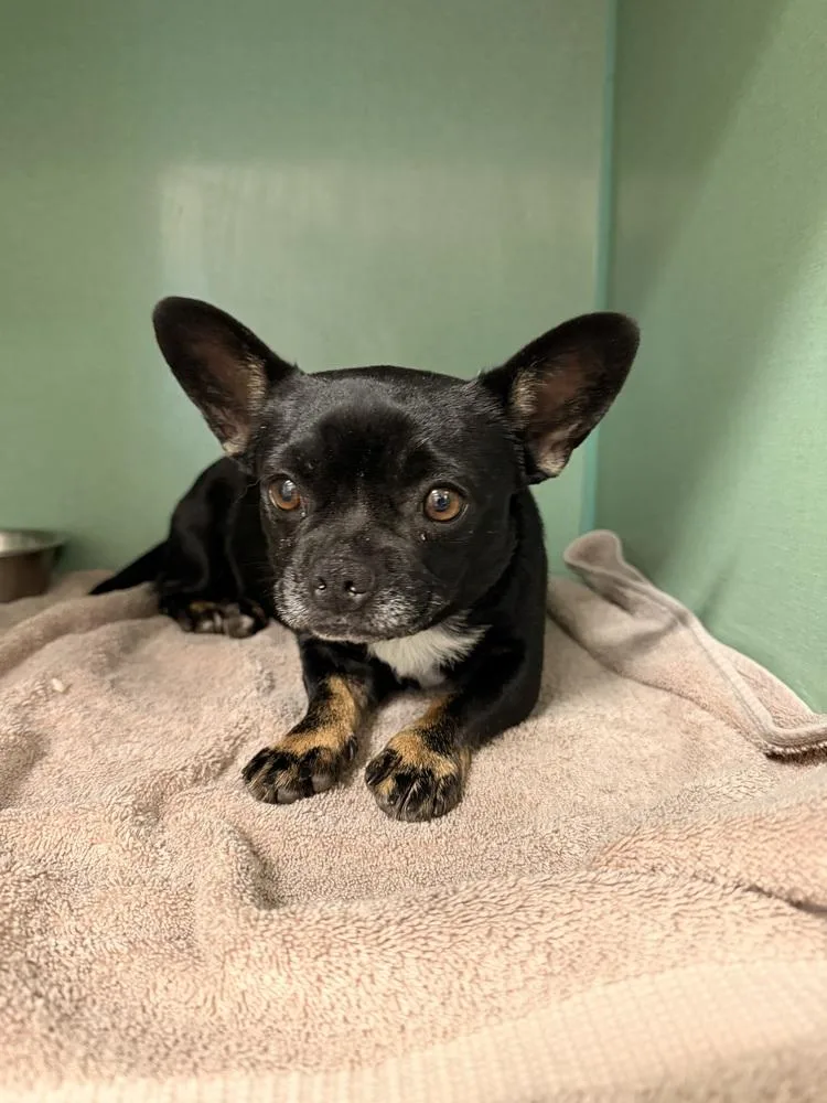An adult small-sized female French Bulldog dog named Gaby for adoption in Cortez, CO
