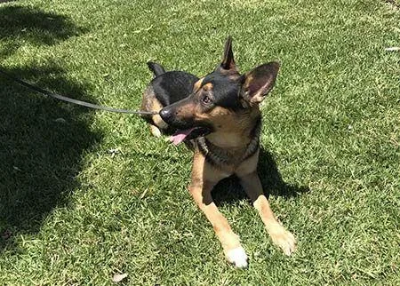 Gunner Ii thumbnail 3