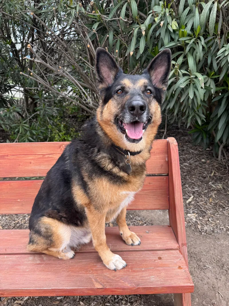 Gunner Ii thumbnail 5