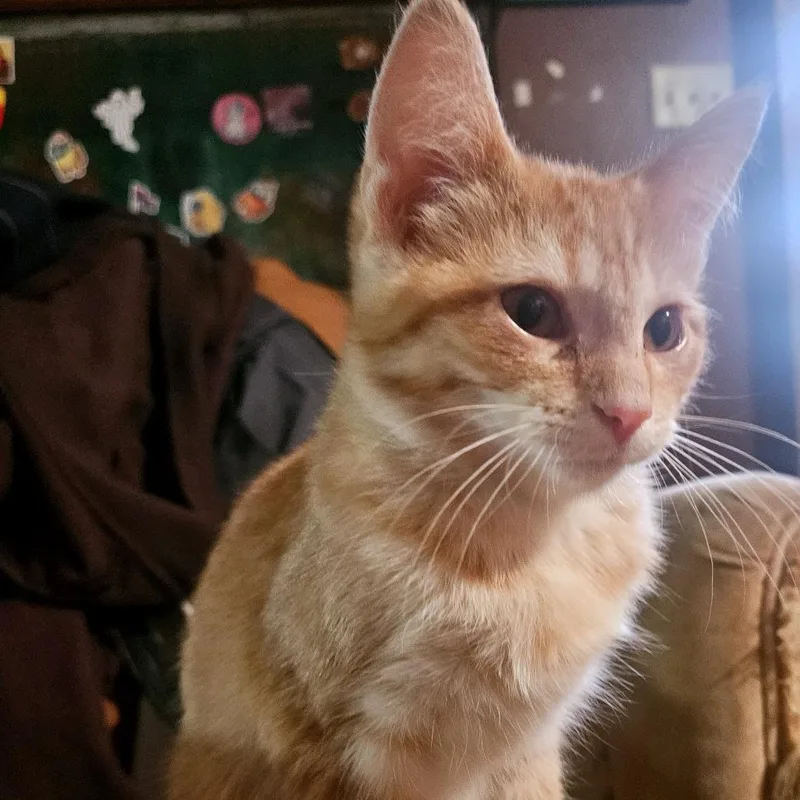 A baby small-sized female Orange / Red Domestic Short Hair cat named Nacho for adoption in Green Bay, WI