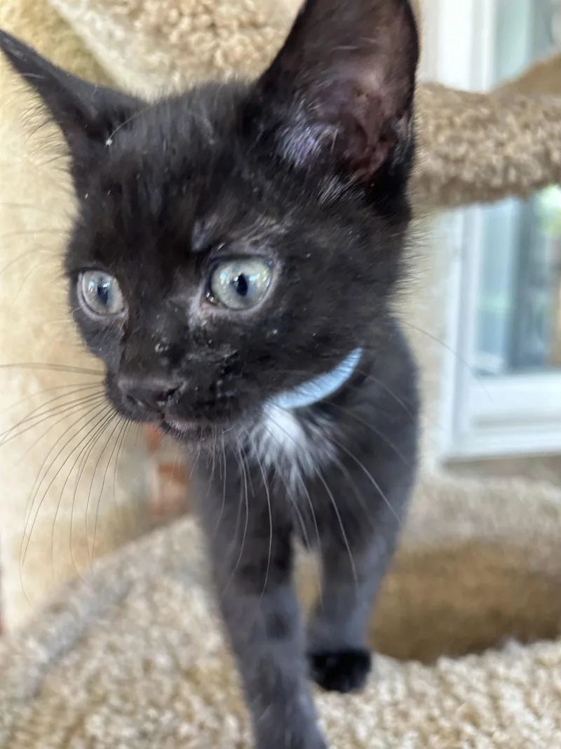 A baby medium-sized male Black Domestic Short Hair cat named Boo Boo for adoption in Fort Worth, TX