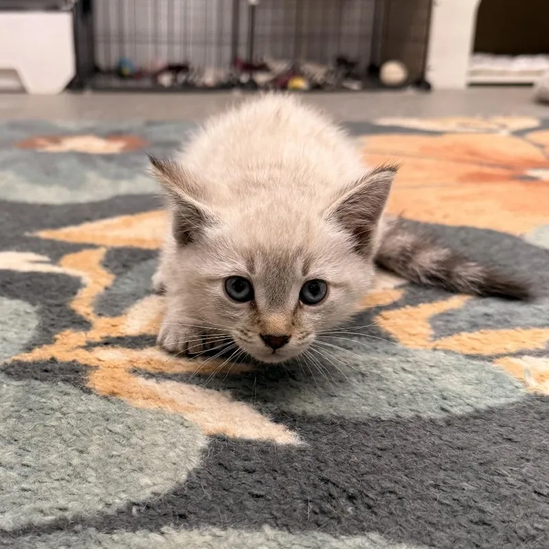 A baby small-sized male Domestic Short Hair cat named Lloyd for adoption in Rangely, CO