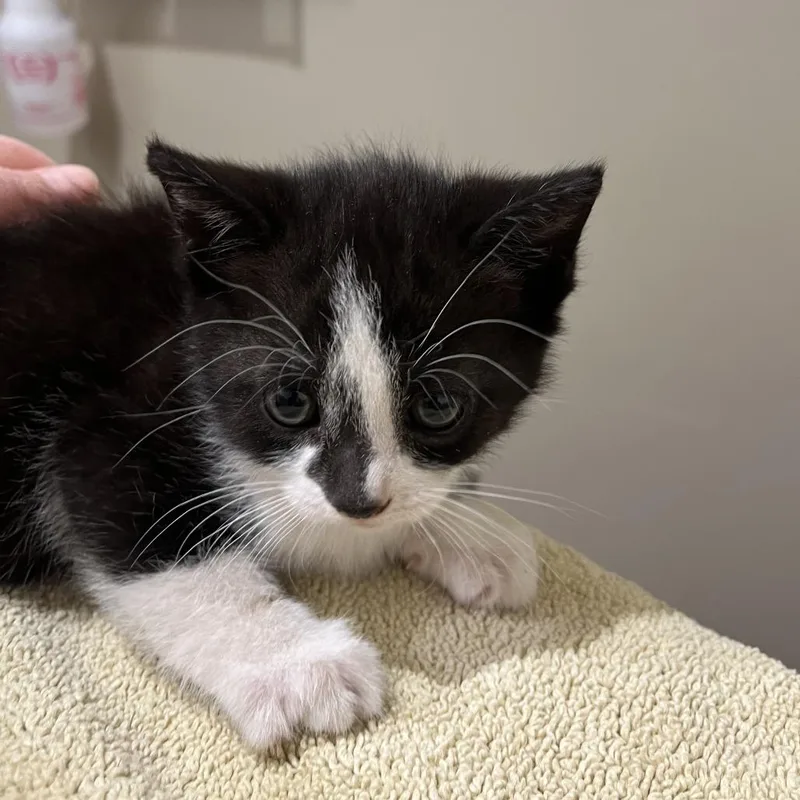 A baby small-sized female Black Domestic Short Hair cat named Penny for adoption in Sonoma, CA
