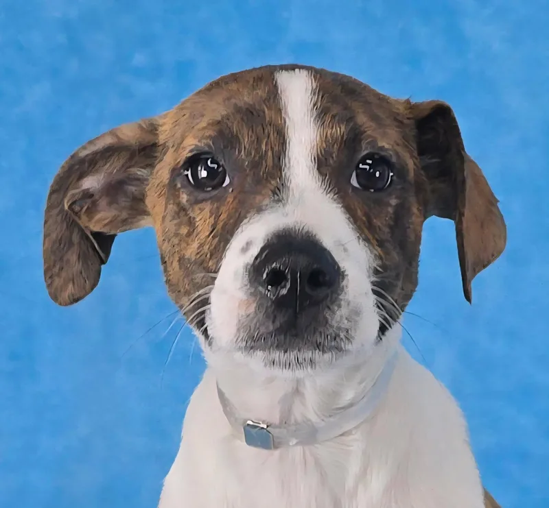 A baby medium-sized female Brindle Hound dog named Treve for adoption in Newport, TN