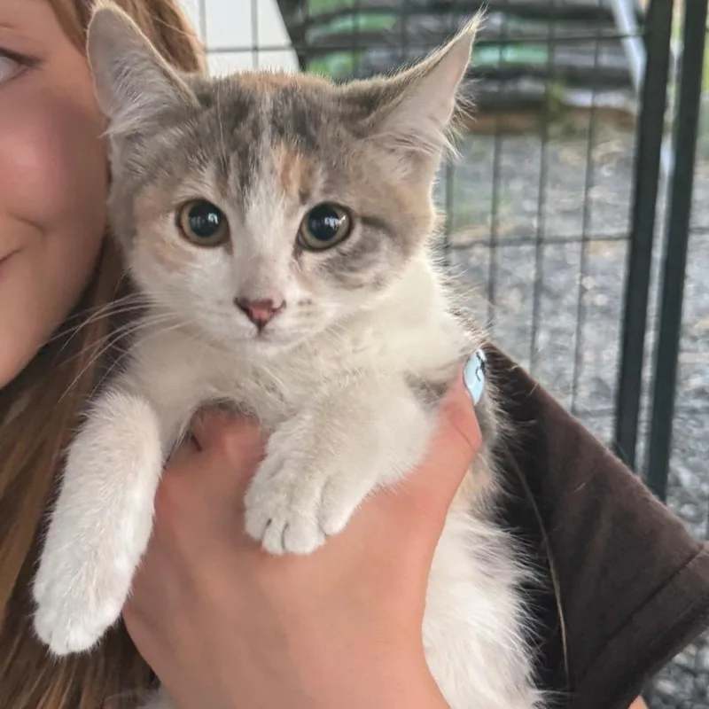 A baby small-sized female Gray / Blue / Silver Domestic Short Hair cat named Macha for adoption in Othello, WA