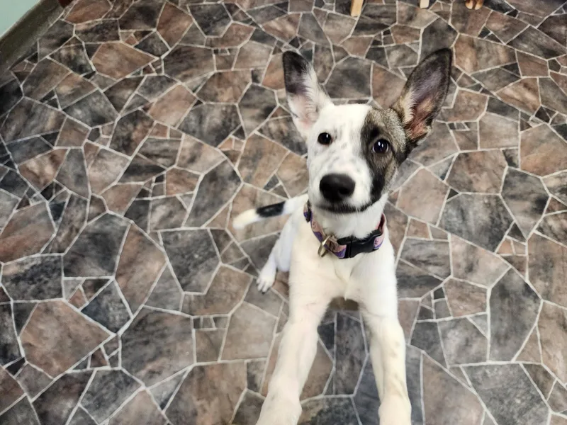 Caterpillar thumbnail 2