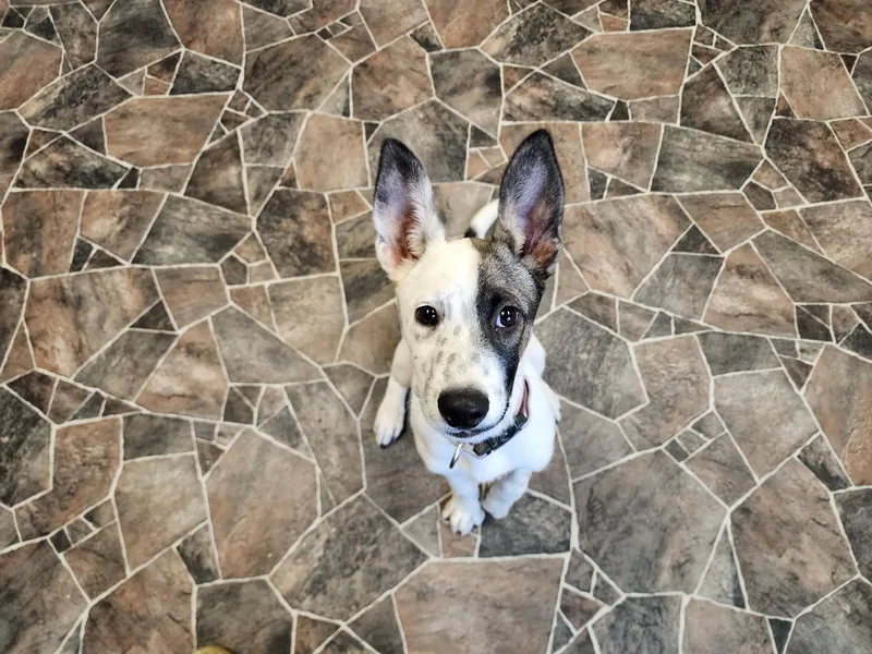 Caterpillar thumbnail 3