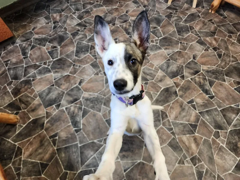 Caterpillar thumbnail 4