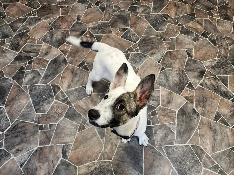 Caterpillar thumbnail 5