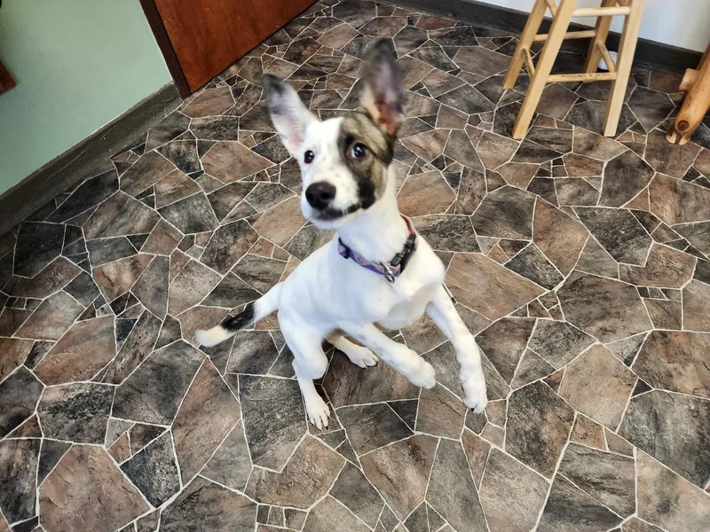 Caterpillar thumbnail 6