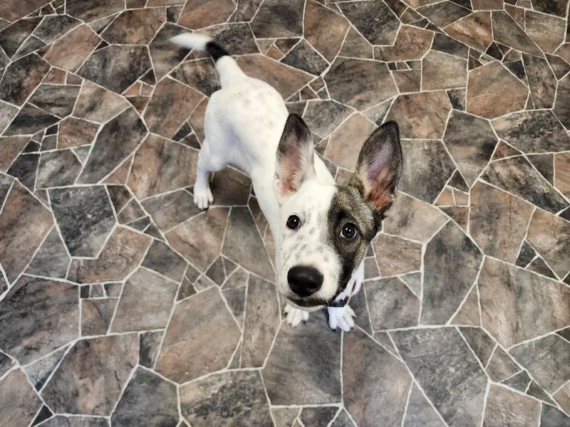 A baby medium-sized female Brown / Chocolate Terrier dog named Caterpillar for adoption in Sterling Heights, MI