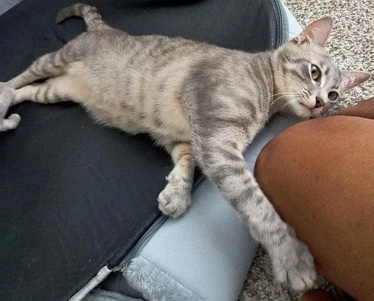 A young small-sized female Tabby cat named Bunny for adoption in Alvin, TX