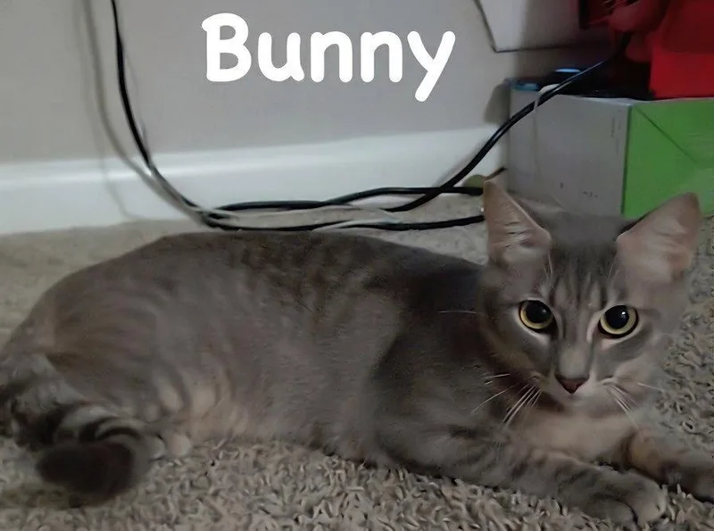 Bunny thumbnail 3