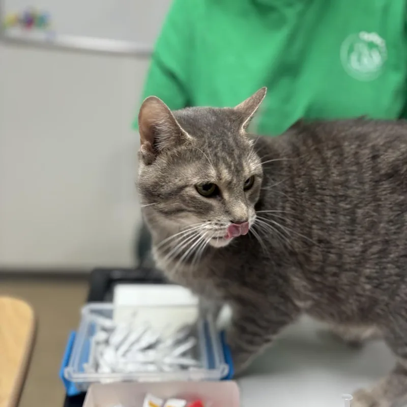 An adult extra large-sized female Gray / Blue / Silver Domestic Short Hair cat named Luna for adoption in Peoria, IL