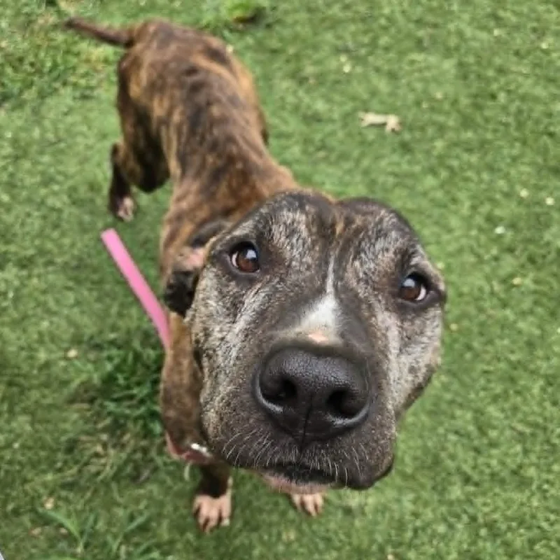 A senior medium-sized male Mixed Breed dog named Razor for adoption in Severn, MD