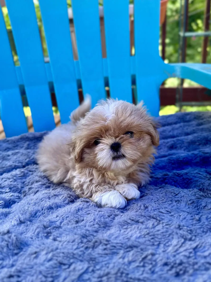 A baby small-sized male Pekingese dog named Eddie Apr for adoption in Pacolet, SC