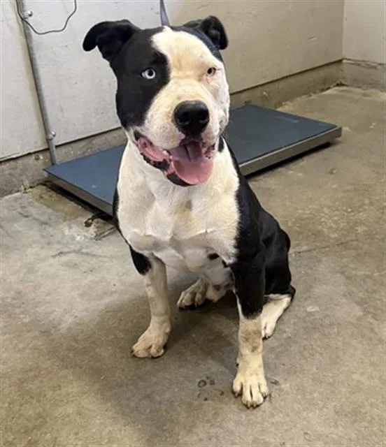 A young large-sized male Pit Bull Terrier dog named A for adoption in Camarillo, CA