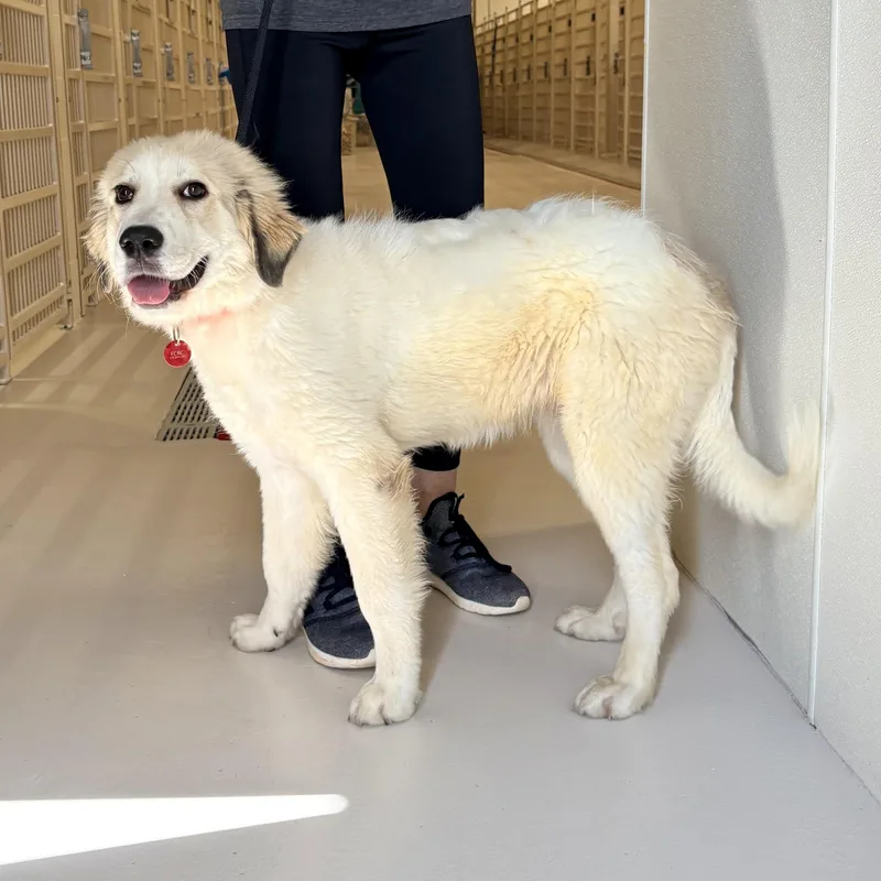 A young large-sized female Great Pyrenees dog named Splash for adoption in Chicago, IL