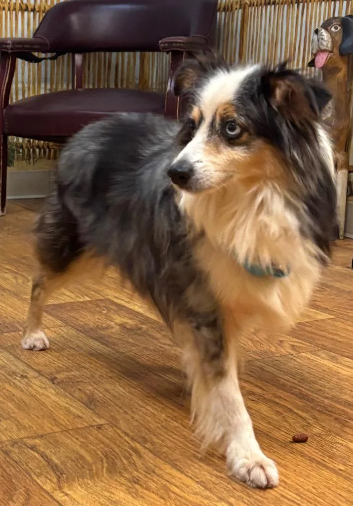 An adult medium-sized male Mixed Breed dog named Pepper for adoption in Ocala, FL