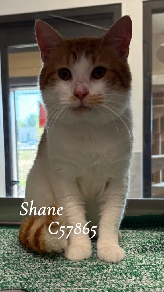 Shane