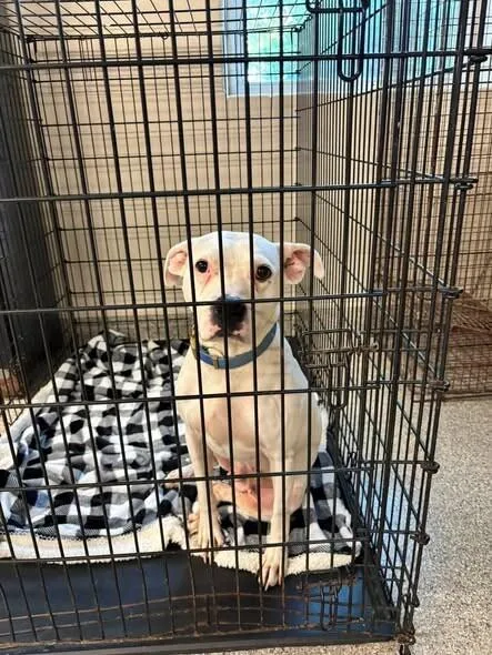A young large-sized female White / Cream Pit Bull Terrier dog named Gardinia for adoption in Georgetown, OH