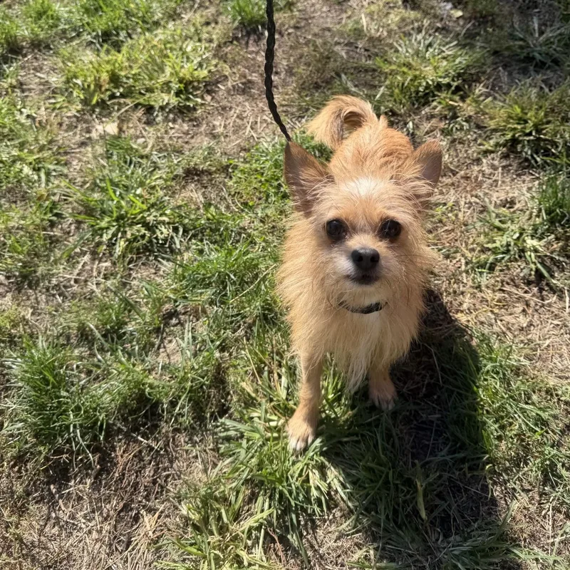 An adult small-sized male Yellow / Tan / Blond / Fawn Chihuahua dog named Remmington for adoption in Upper Sandusky, OH