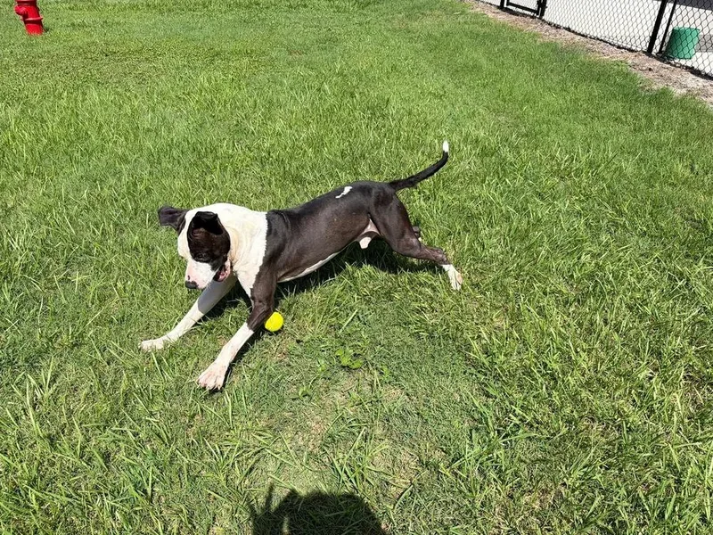 An adult medium-sized male Tricolor (Brown, Black, & White) American Bulldog dog named Legend for adoption in Lakeland, FL