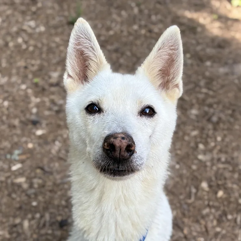 A senior small-sized female White / Cream Jindo dog named Jin Ju for adoption in Cedarburg, WI